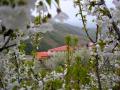
            El cerezo en Flor 2012 | Extremadurate        