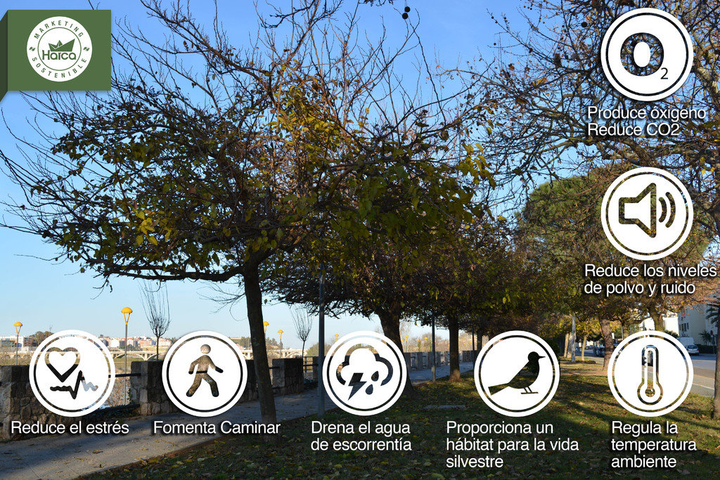 Web fotos del muro de harca marketing sostenible infografia arbol ciudad marketing sostenible