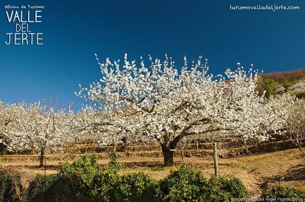 "Cerezo en Flor" 2015 en el Valle del Jerte