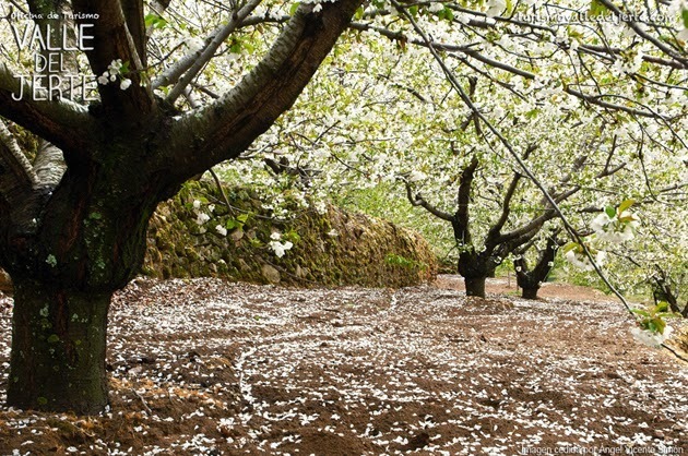 Normal lluvia de petalos en el programa primavera y cereza en flor 2015