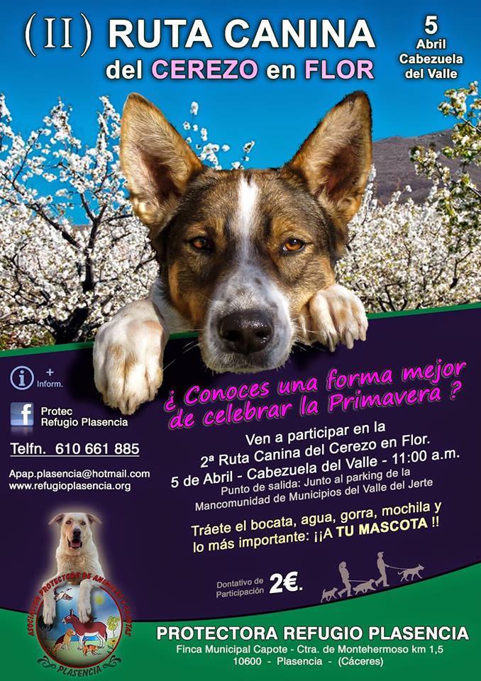 Ruta Canina del Cerezo en Flor en Cabezuela del Valle