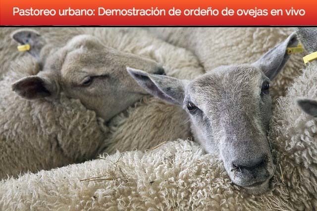 Normal pastoreo urbano demostracion de ordeno de ovejas en vivo caceres capital de la gastronomia