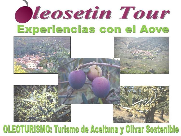 Normal experiencia turistica via oleum en torno al aove y el olivar