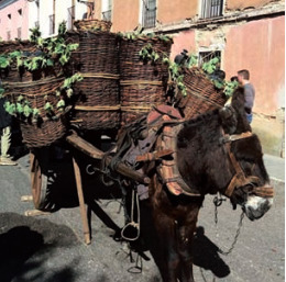 Taller de elaboración de vino a la antigua usanza en Esparragosa de la Serena