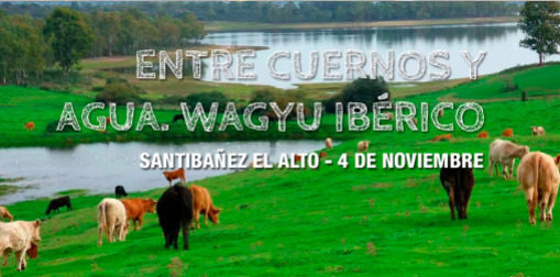 Entre cuernos y agua: Wagyu ibérico en Santibañez el alto
