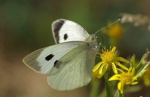 Normal mariposa blanca de la col. e1438448875789