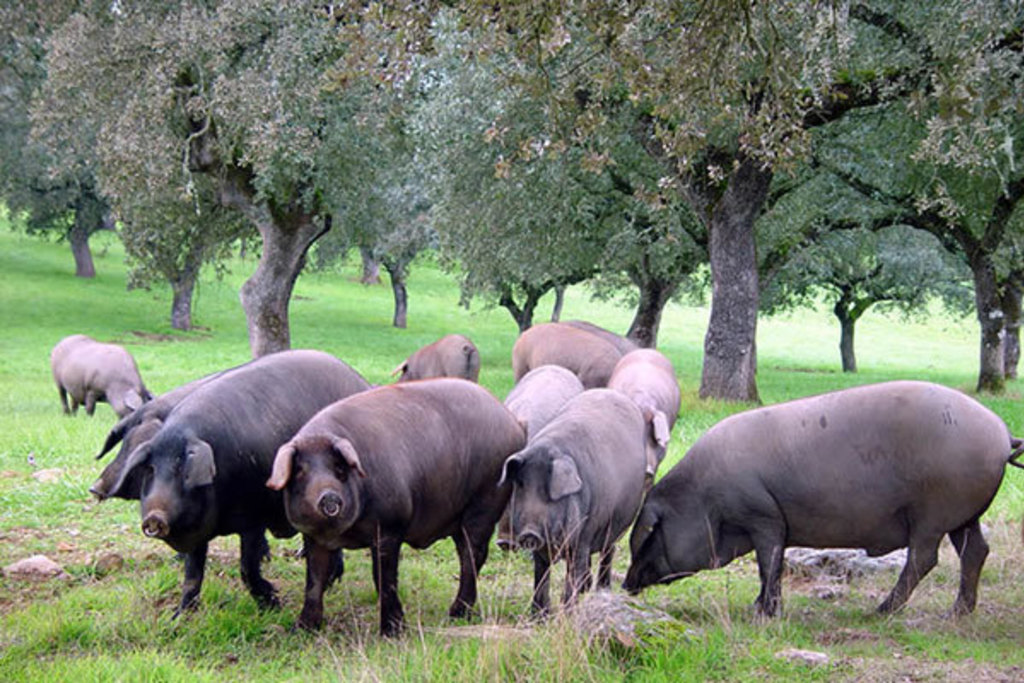La Junta de Extremadura resalta la importancia de la exportación del sector del cerdo ibérico extremeño