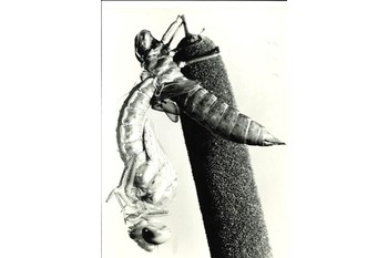 Nacimiento de una libelula saliendo de la larva o ninfa 2 normal 3 2