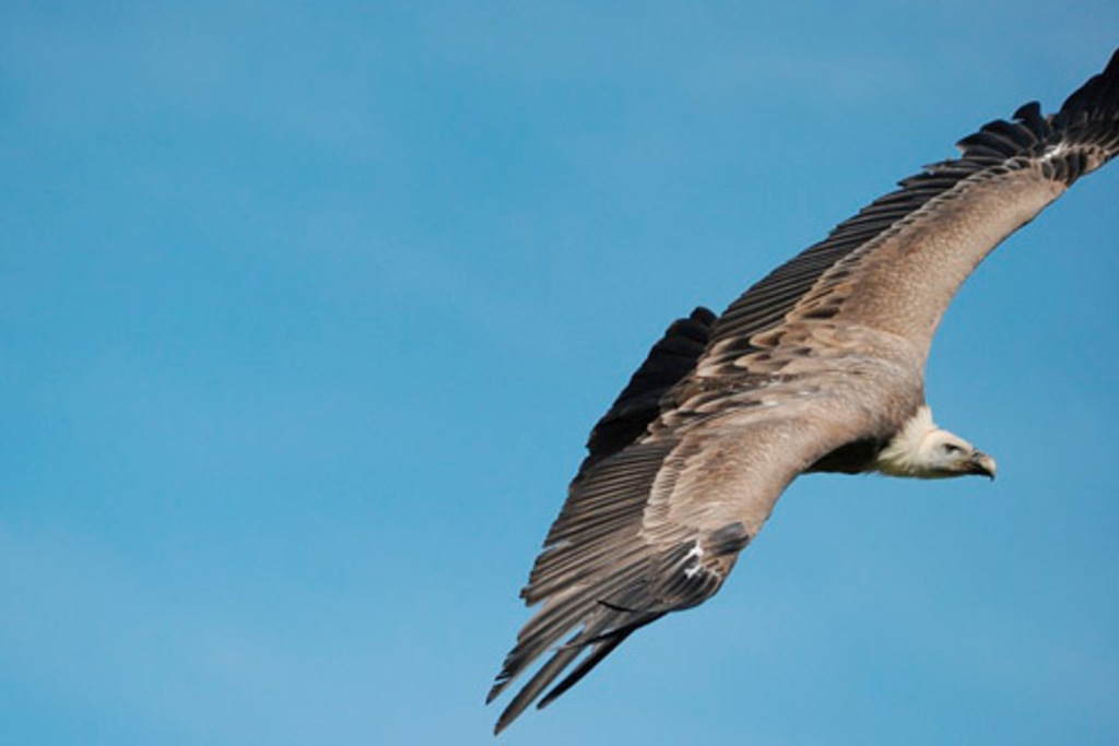 La Junta de Extremadura promociona la región en la principal feria de turismo ornitológico de Europa