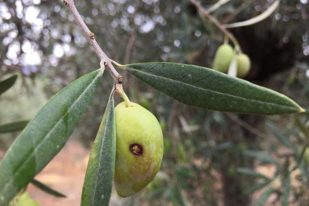 Agricultura colabora en el control de la mosca del olivo en Villuercas-Ibores
