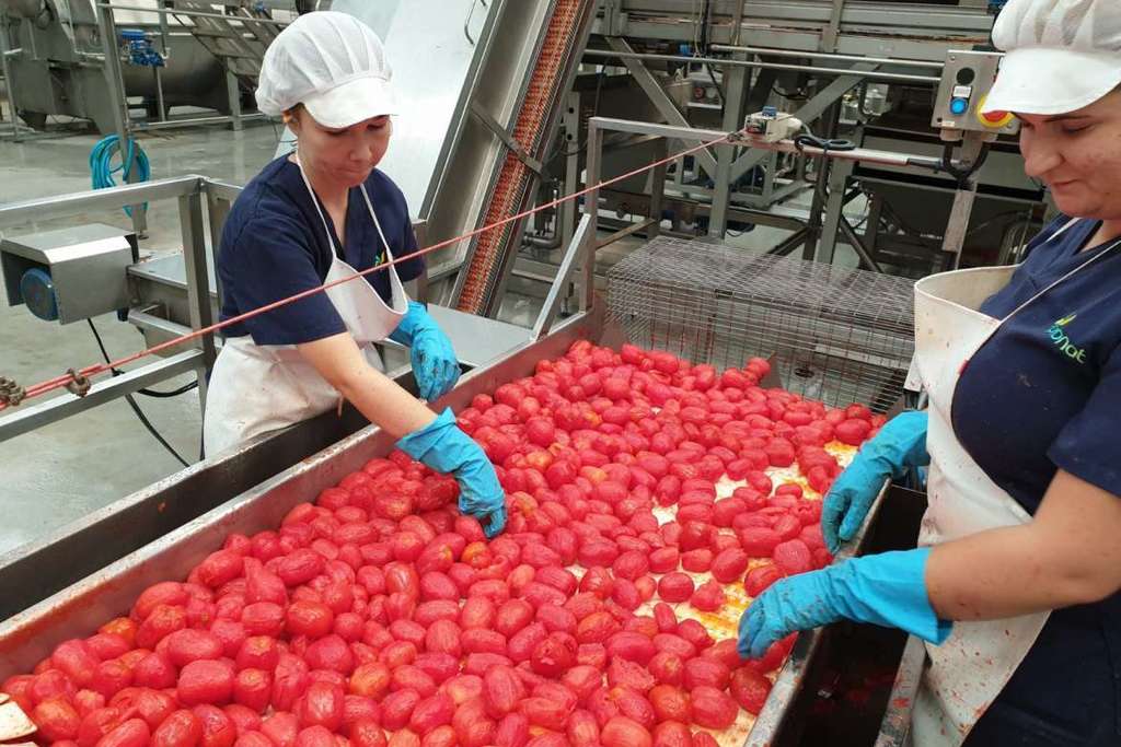 La consejera Begoña García resalta el potencial del sector tomatero en la economía extremeña