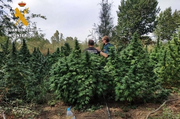 Plantaciones de marihuana 2 normal 3 2