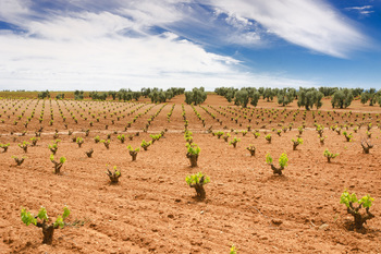 Agricultura abona 1,9 millones de euros de las ayudas a la reestructuración y reconversión del viñedo