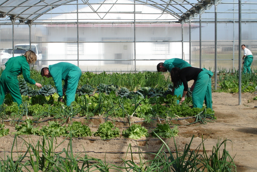 Agricultura asesora a viveristas y comercializadoras de semillas sobre la nueva normativa de sanidad vegetal