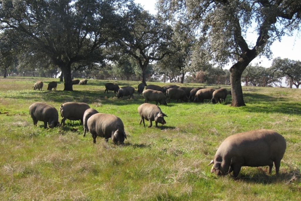 El CENSYRA acoge el próximo martes una nueva subasta de ganado porcino