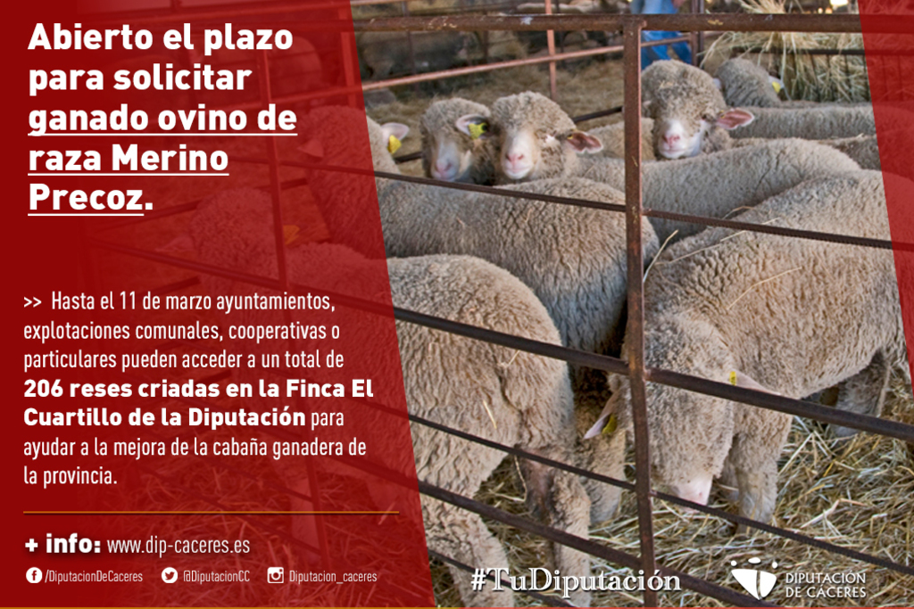 La Diputación de Cáceres abre el plazo para solicitar ganado ovino de raza Merino Precoz de la Finca El Cuartillo