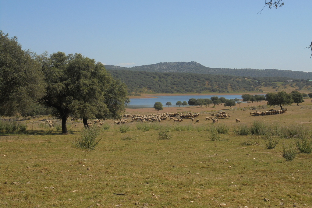 Agricultura convoca subvenciones para fomentar la cría de razas autóctonas en Extremadura