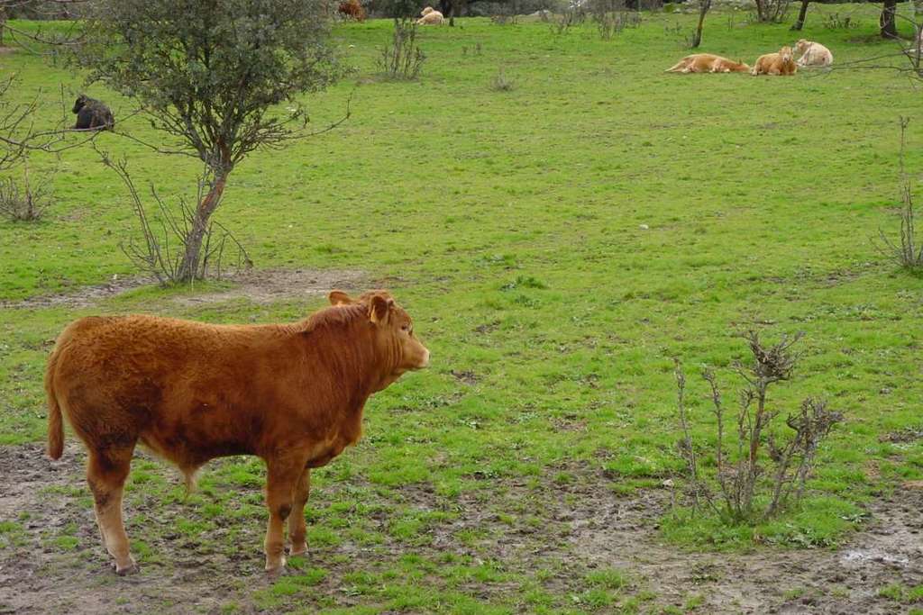 La Junta abona 7 millones de euros del pago de la ayuda a vacas nodrizas y a jóvenes agricultores