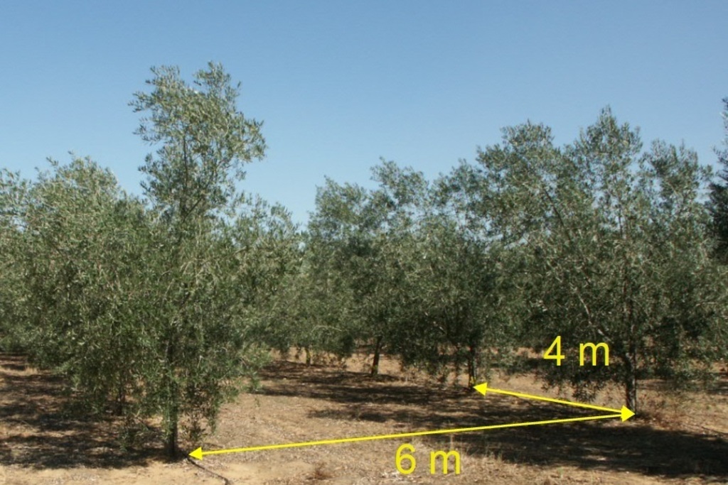 El grupo de Riego y Nutrición de Cicytex recoge en un artículo los resultados de sus ensayos de olivar tradicional a superintensivo realizados en Extremadura en las dos últimas décadas