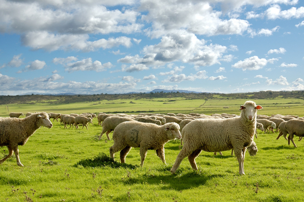 Agricultura publicita las resoluciones de ayudas de solicitud única asociadas a explotaciones de ovino, caprino y vacuno
