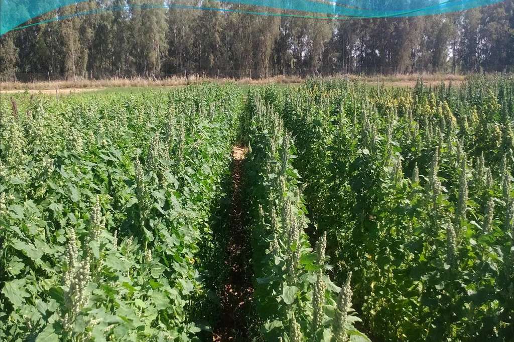 Investigadores de Cicytex presentarán un estudio sobre variedades de quinoa adaptadas a Extremadura en un simposio internacional dedicado a este cultivo