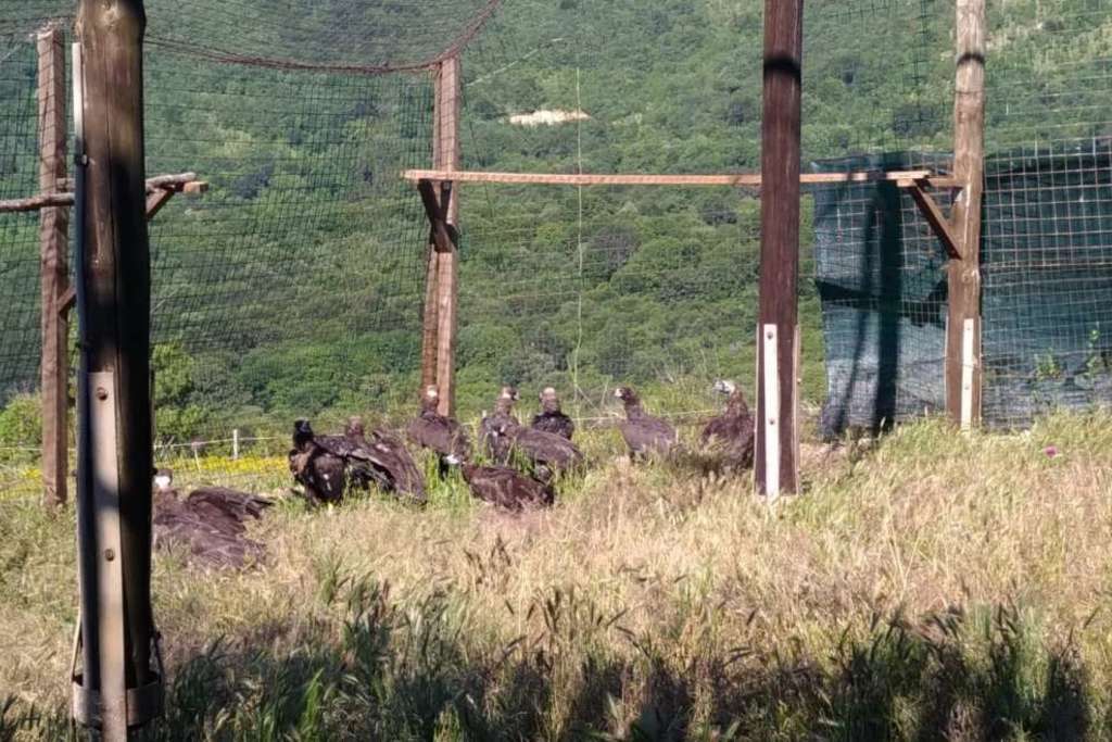 Aumentan los censos de buitre negro en Sierra de San Pedro y Monfragüe, las colonias más importantes a nivel mundial