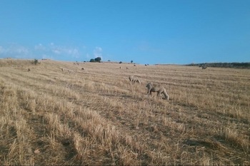 Pastoreo de ovejas en rastrojera normal 3 2