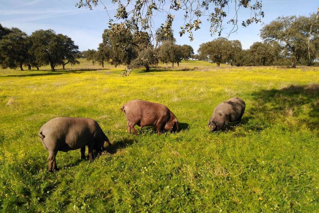 Un estudio de CICYTEX evalúa las características productivas y las diferencias en la calidad de la carne de tres estirpes del cerdo ibérico