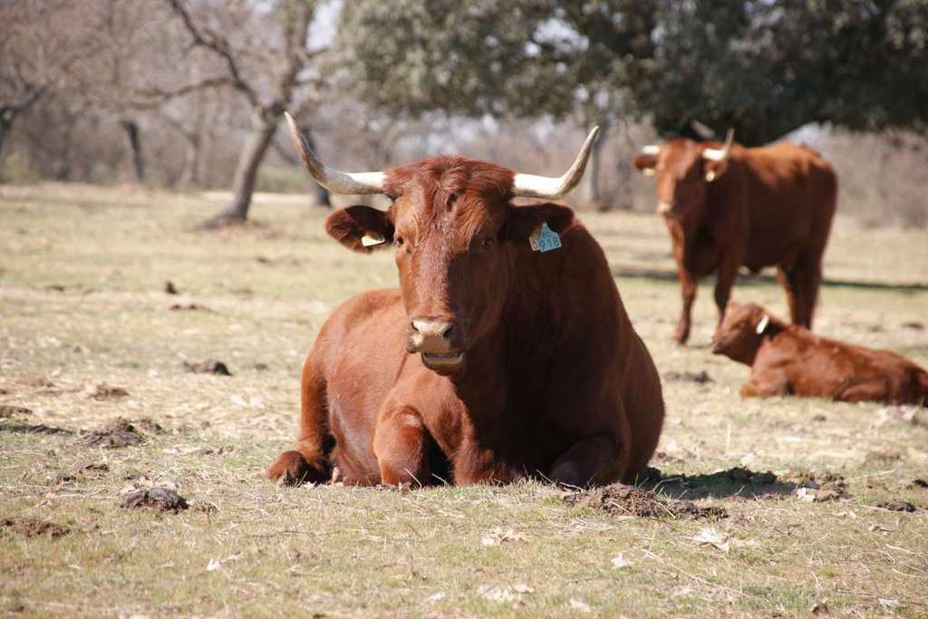 La Junta de Extremadura aprueba el reglamento de las indicaciones geográficas protegidas ‘Ternera de Extremadura’ y ‘Vaca de Extremadura’