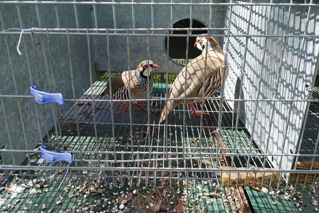 El Centro de Formación del Medio Rural de Navalmoral de la Mata cría perdices rojas para repoblaciones con pureza libre de hibridaciones