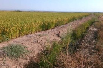 El Gobierno aprueba un paquete de medidas urgentes de apoyo al sector agrario frente a la  sequía