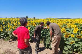 Cicytex organiza una jornada de campo para presentar sus ensayos del cultivo de girasol en riego