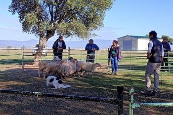 El Centro de Formación del Medio Rural de Moraleja imparte un curso especializado en adiestrar a perros pastores para el cuidado del ganado