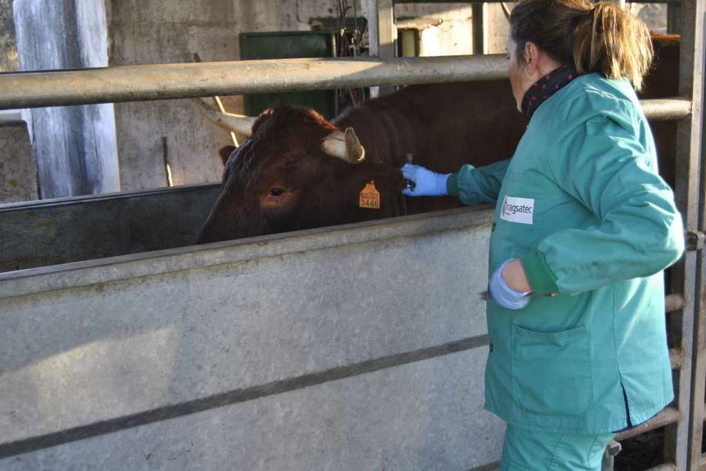 La Junta de Extremadura autoriza el encargo para llevar a cabo los programas de sanidad animal en 2022 con un presupuesto de 12 millones de euros