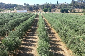 Cultivo olivar 01 2 normal 3 2