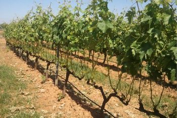Extremadura es la segunda región del país que mayor presupuesto ejecuta en la reestructuración y reconversión de viñedos