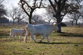 La Junta de Extremadura abona 36,4 millones de euros de la ayuda asociada a la vaca nodriza a 6.876 ganaderos y ganaderas