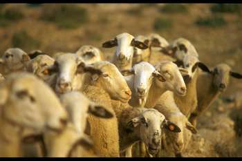 La Junta abona 24,7 millones de euros del pago de la ayuda asociada al ovino y al caprino a 6.317 ganaderos