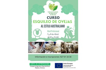 El Centro de Formación del Medio Rural de Moraleja acoge esta semana un curso de esquileo de ovejas al estilo australiano