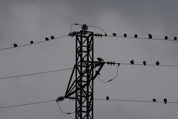 Sostenibilidad convoca ayudas por 6 millones de euros para la corrección de líneas eléctricas peligrosas para la avifauna extremeña