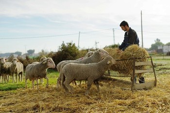 El Gobierno destina más de 9,7 millones de euros a Extremadura para financiar intervenciones de desarrollo rural, agricultura y ganadería