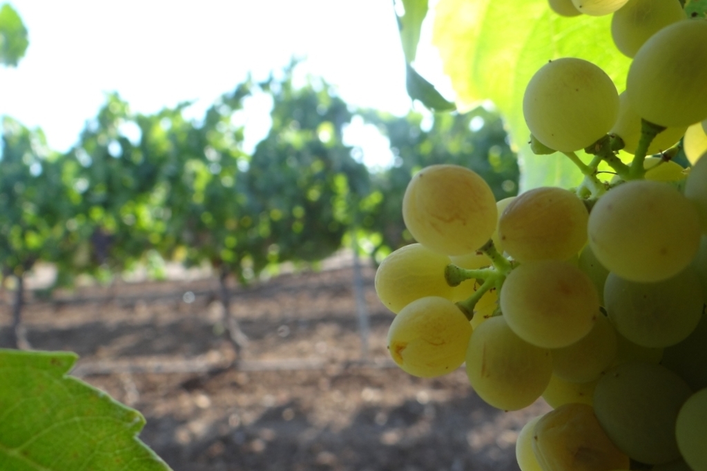 Publicada la convocatoria de 1,5 millones de euros en ayudas a la cosecha en verde de uva para vinificación en Extremadura