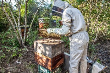 20230320 np agro ayudas apicultrura apicultoras normal 3 2