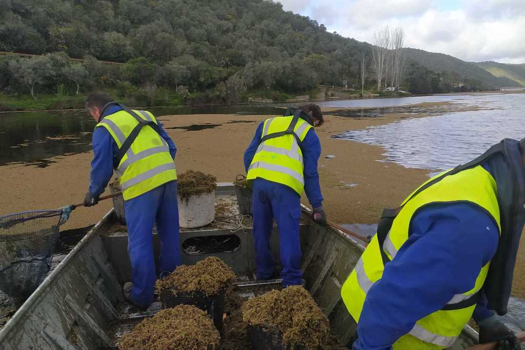 La Consejería para la Transición Ecológica lleva a cabo actuaciones de retirada de azolla en el río Tajo