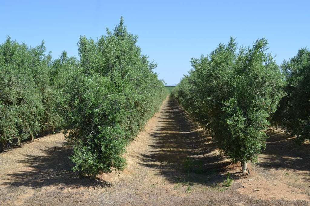 La Junta de Extremadura abona 4,1 millones en ayudas agroambientales