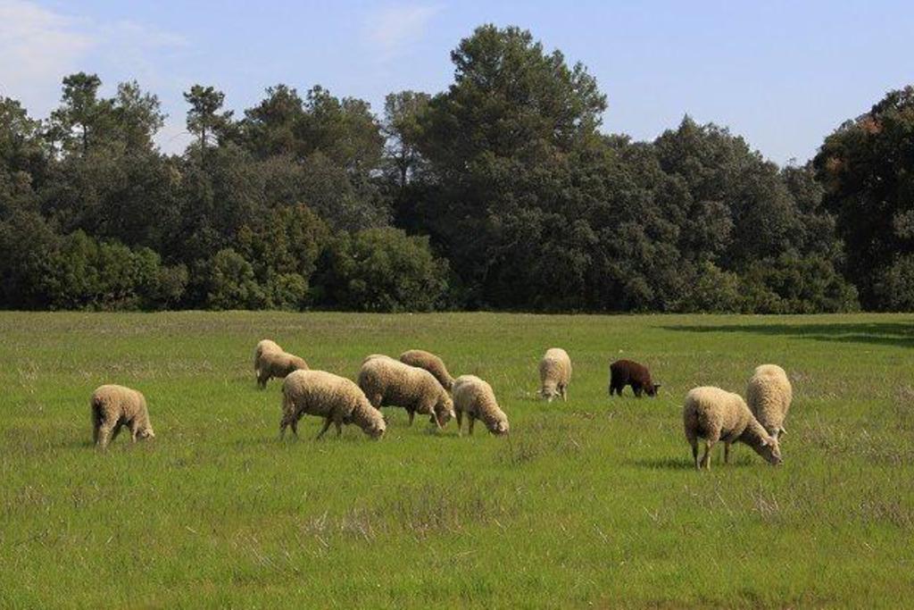 La Junta amplía el plazo para realizar pastoreo controlado con ganado ovino como medida de prevención de incendios forestales