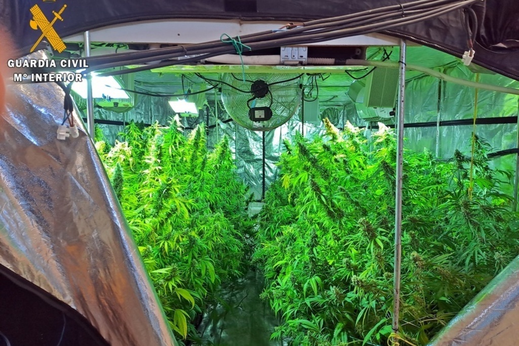Desmantelada una plantación de marihuana con 440 plantas en una nave industrial de Guareña