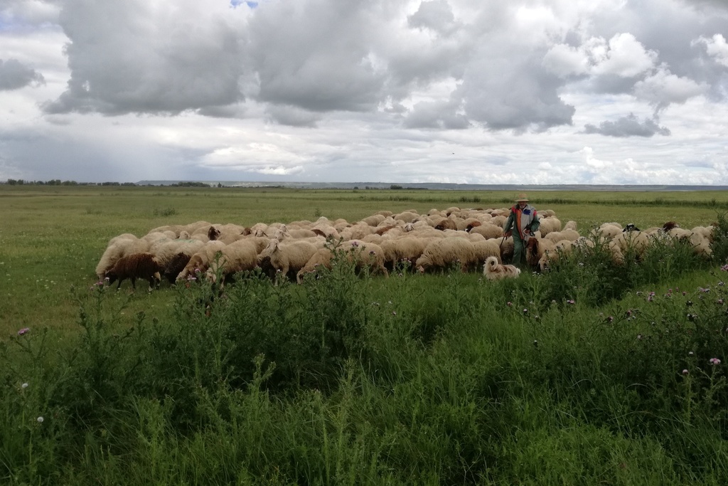 CICYTEX participa en un proyecto nacional para recuperar el pastoreo como herramienta de conservación de la naturaleza