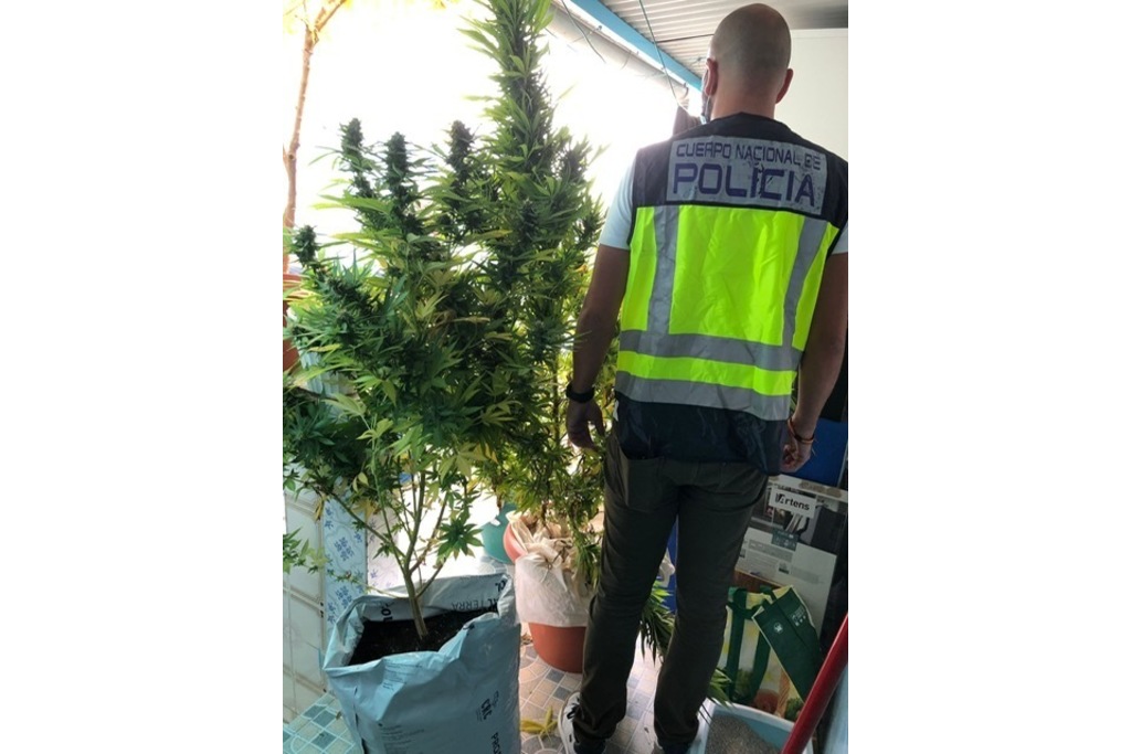 Policía Nacional detiene a un hombre que gestionaba una plantación de marihuana
