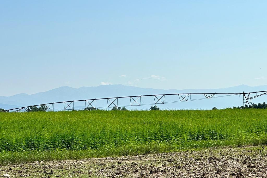 Agricultura publica la norma técnica específica de producción integrada del cultivo del cáñamo industrial en Extremadura